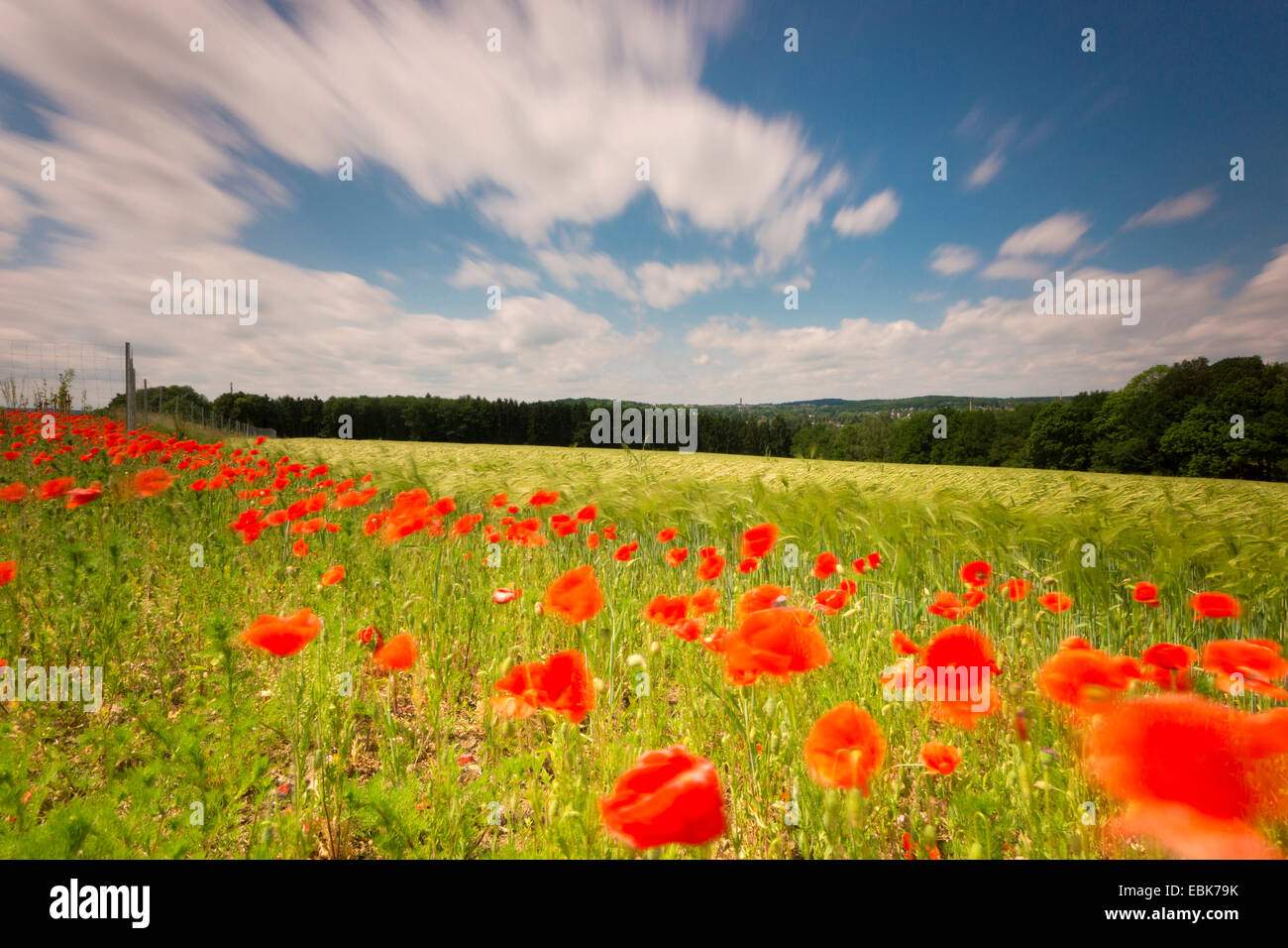 Common poppy, Corn poppy, Red poppy (Papaver rhoeas), poppy in a field boundary of a cornfield in wind, Germany, Saxony Stock Photo