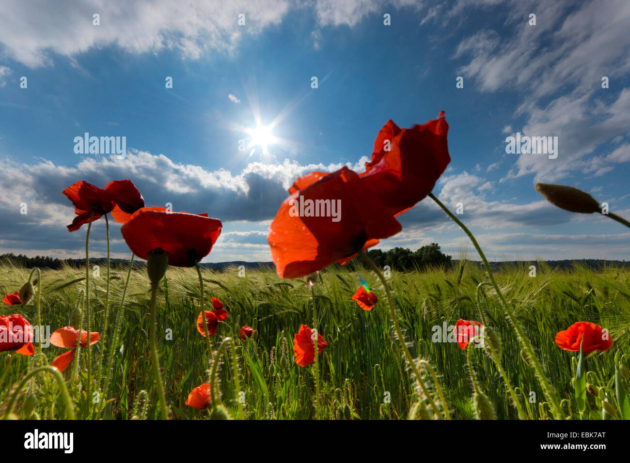 Common poppy, Corn poppy, Red poppy (Papaver rhoeas), poppy in a field boundary of a cornfield in wind, Germany, Saxony Stock Photo