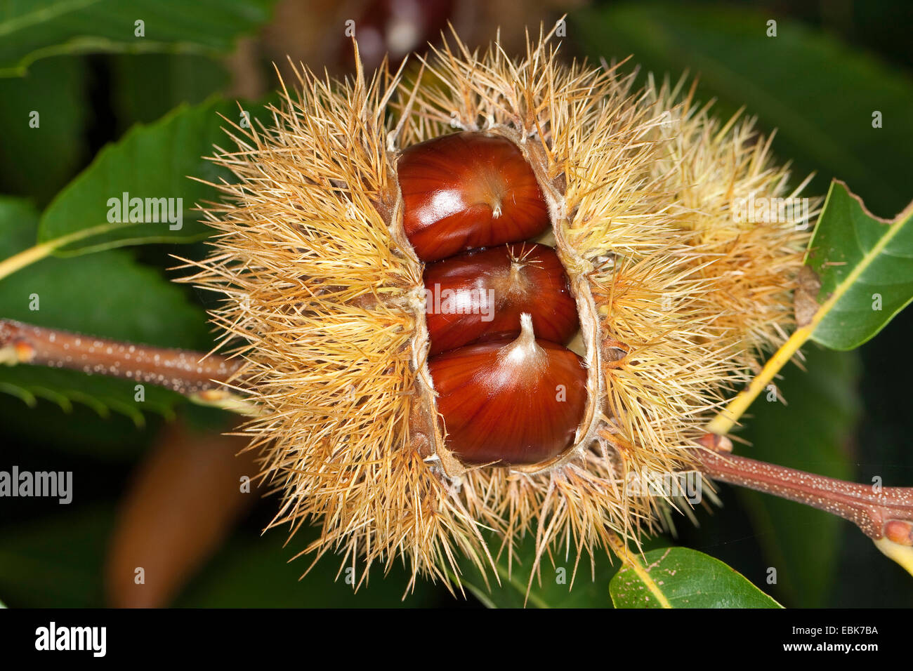 Spanish chestnut, sweet chestnut (Castanea sativa), fruits on a tree Stock Photo