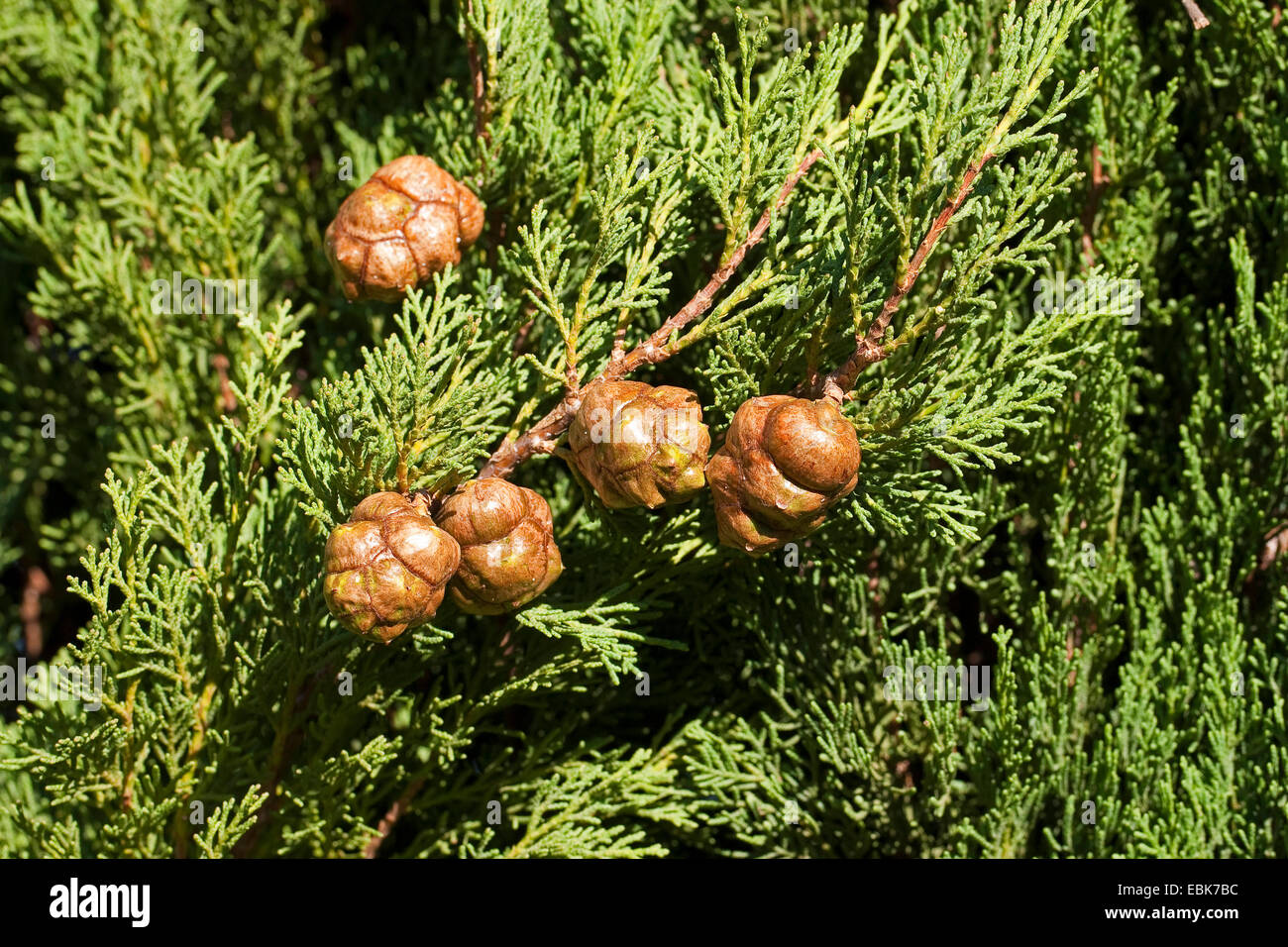 Italian cypress (Cupressus sempervirens), branch with cones Stock Photo