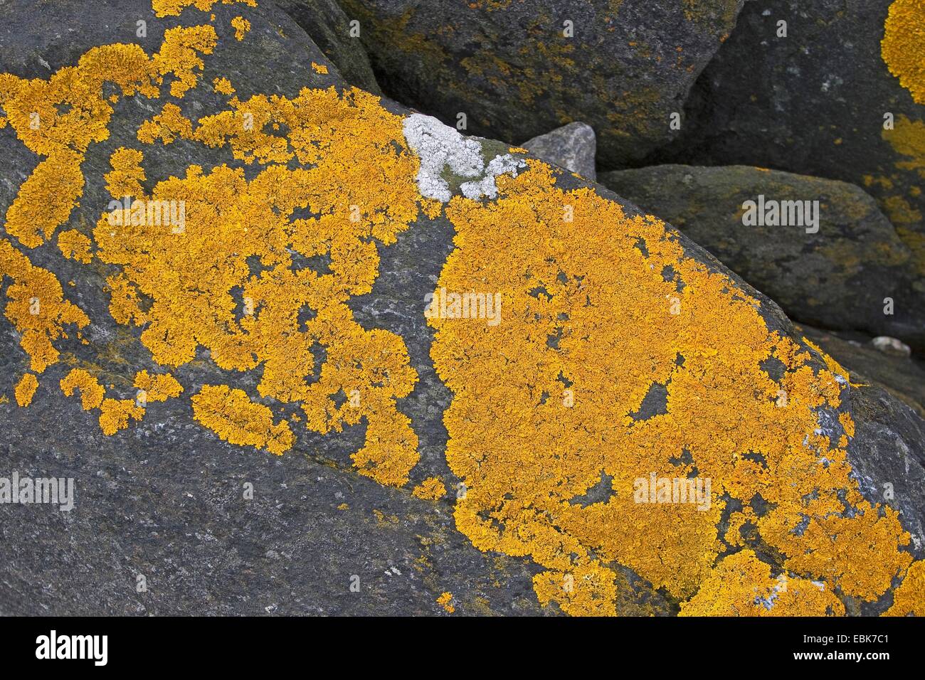 Xanthoria cf. aureola (Xanthoria cf. aureola, Parmelia aureola, Physcia aureola, Physcia ectaneoides, Xanthoria parietina var. aureola), lichen on coastal rocks of Baltic Sea Stock Photo