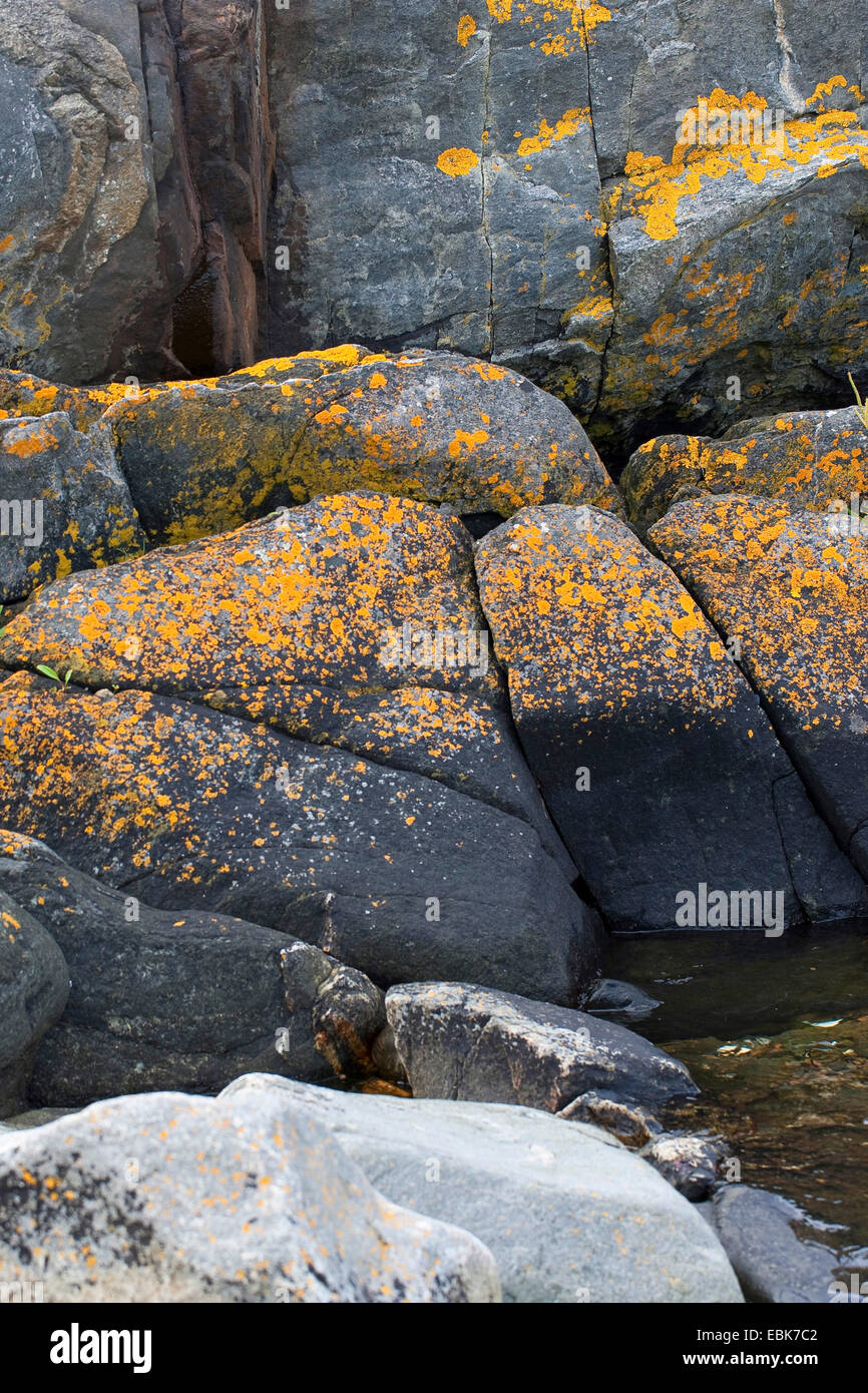 lichens on coastal rocks of Baltic Sea, Sweden Stock Photo