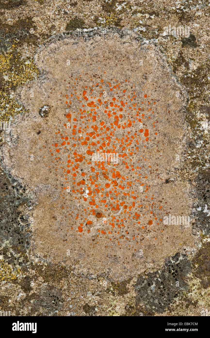 Caloplaca (Caloplaca spec.), lichen on coastal rocks of the Baltic Sea Stock Photo