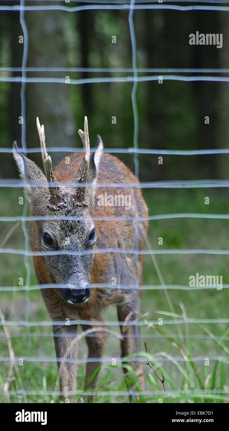 Roe buck behind a hi-res stock photography and images - Alamy