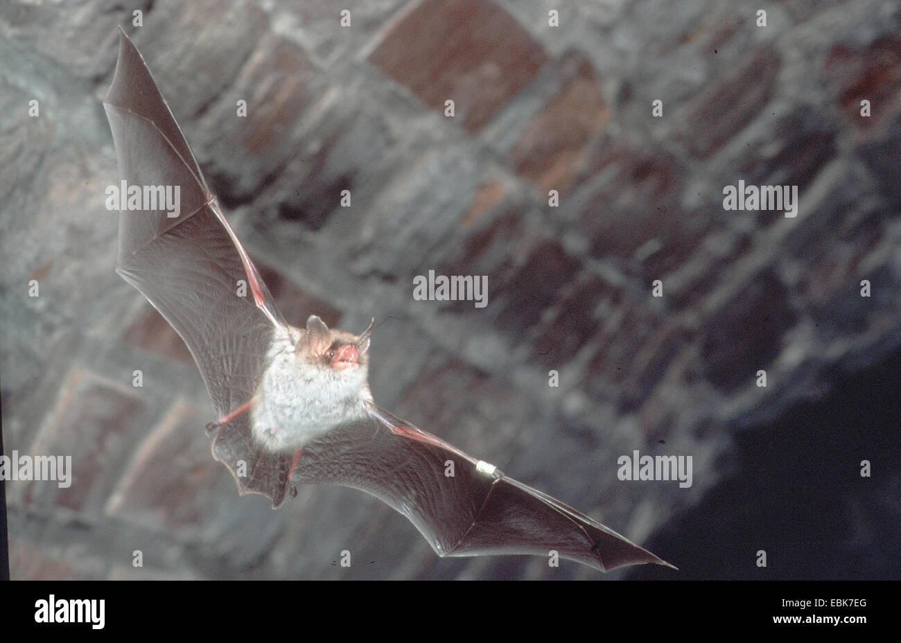 Natterer's bat (Myotis nattereri), flying in winter habitat Stock Photo