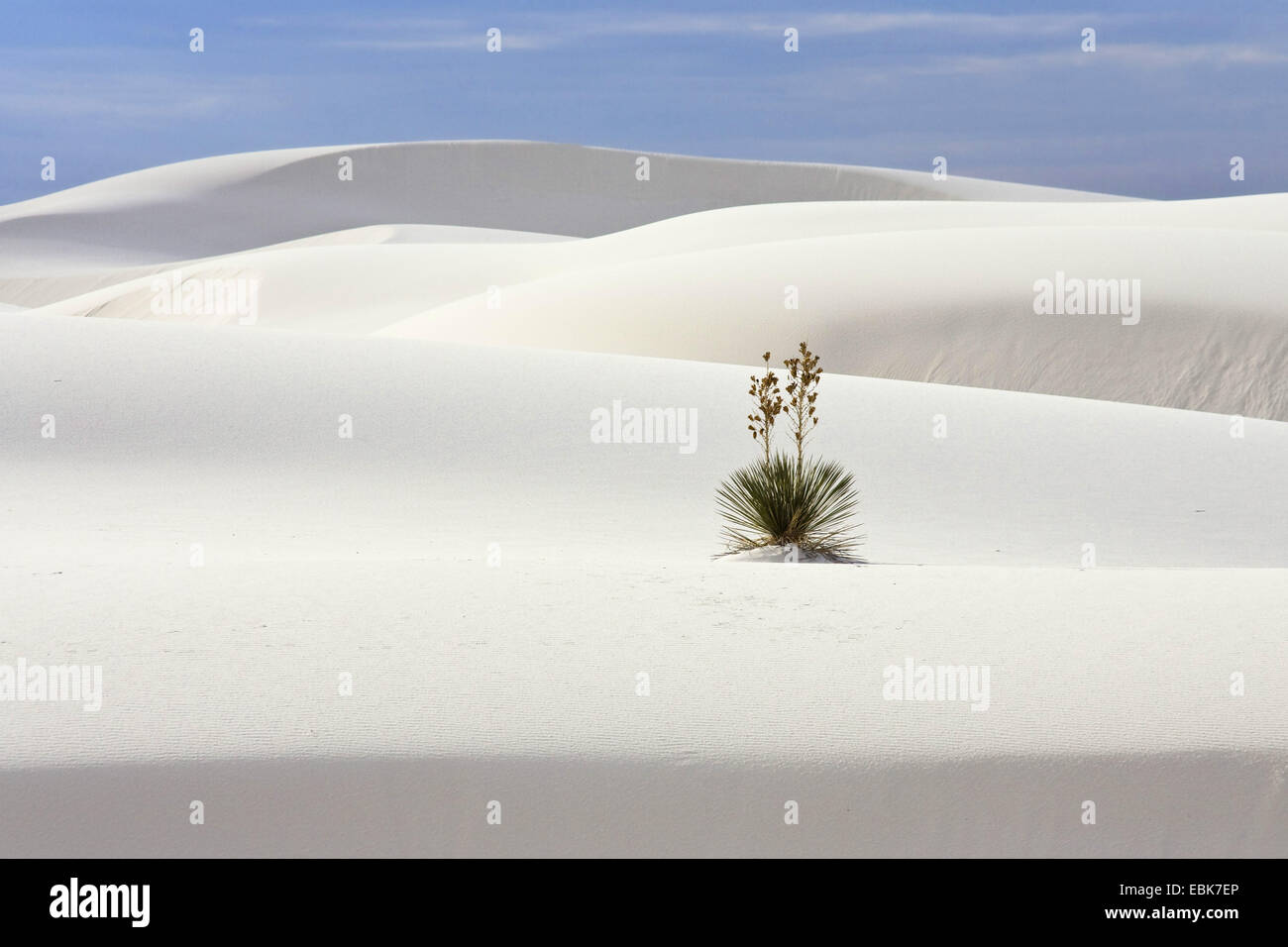 soaptree (Yucca elata), single plant in desert sand, USA, New Mexico, White Sands National Monument Stock Photo