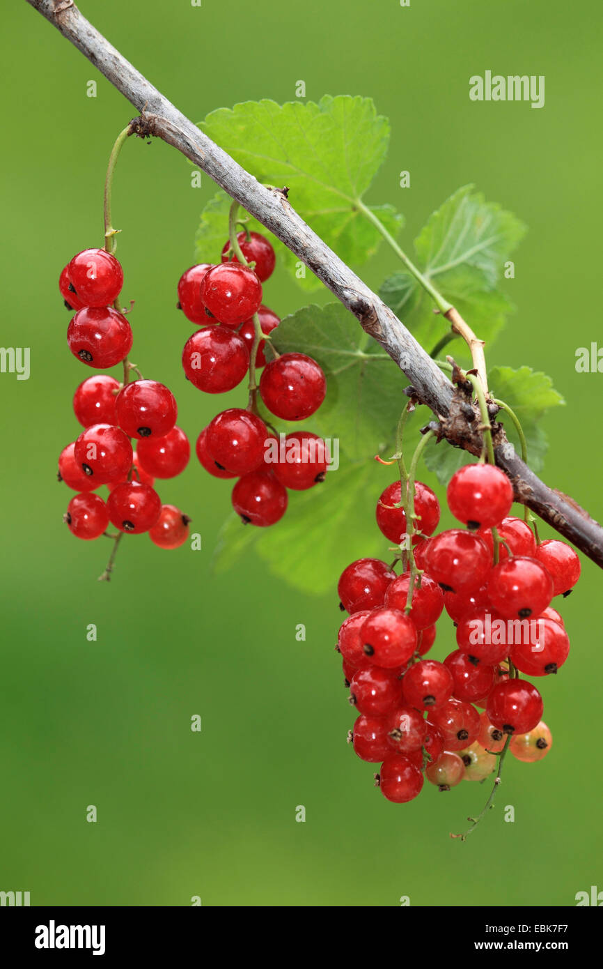 northern red currant (Ribes rubrum), red currants on a shrub, Germany Stock Photo