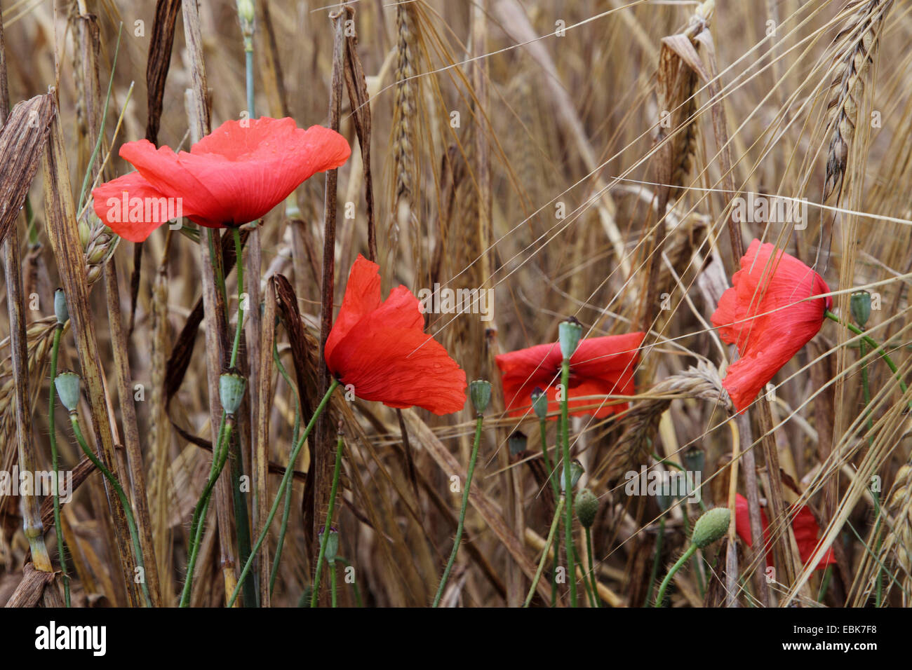 Common poppy, Corn poppy, Red poppy (Papaver rhoeas), in a barley field, Germany Stock Photo