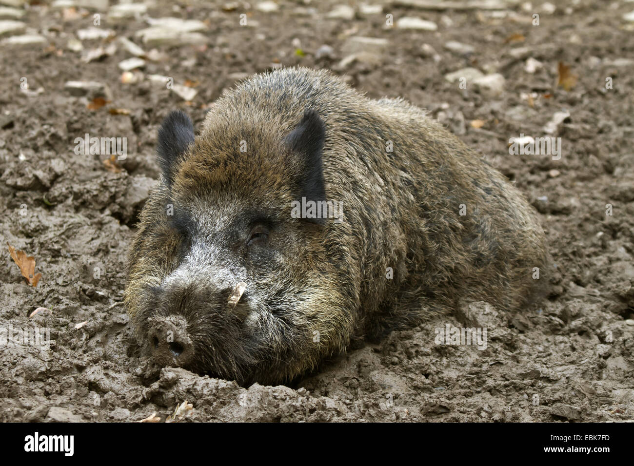 wild boar, pig, wild boar (Sus scrofa), boar wallowing in mud, Germany ...