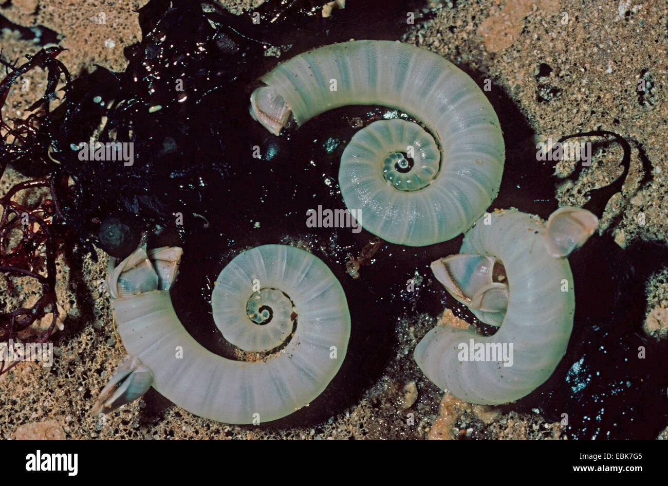 Ram's horn squid shell hi-res stock photography and images - Alamy