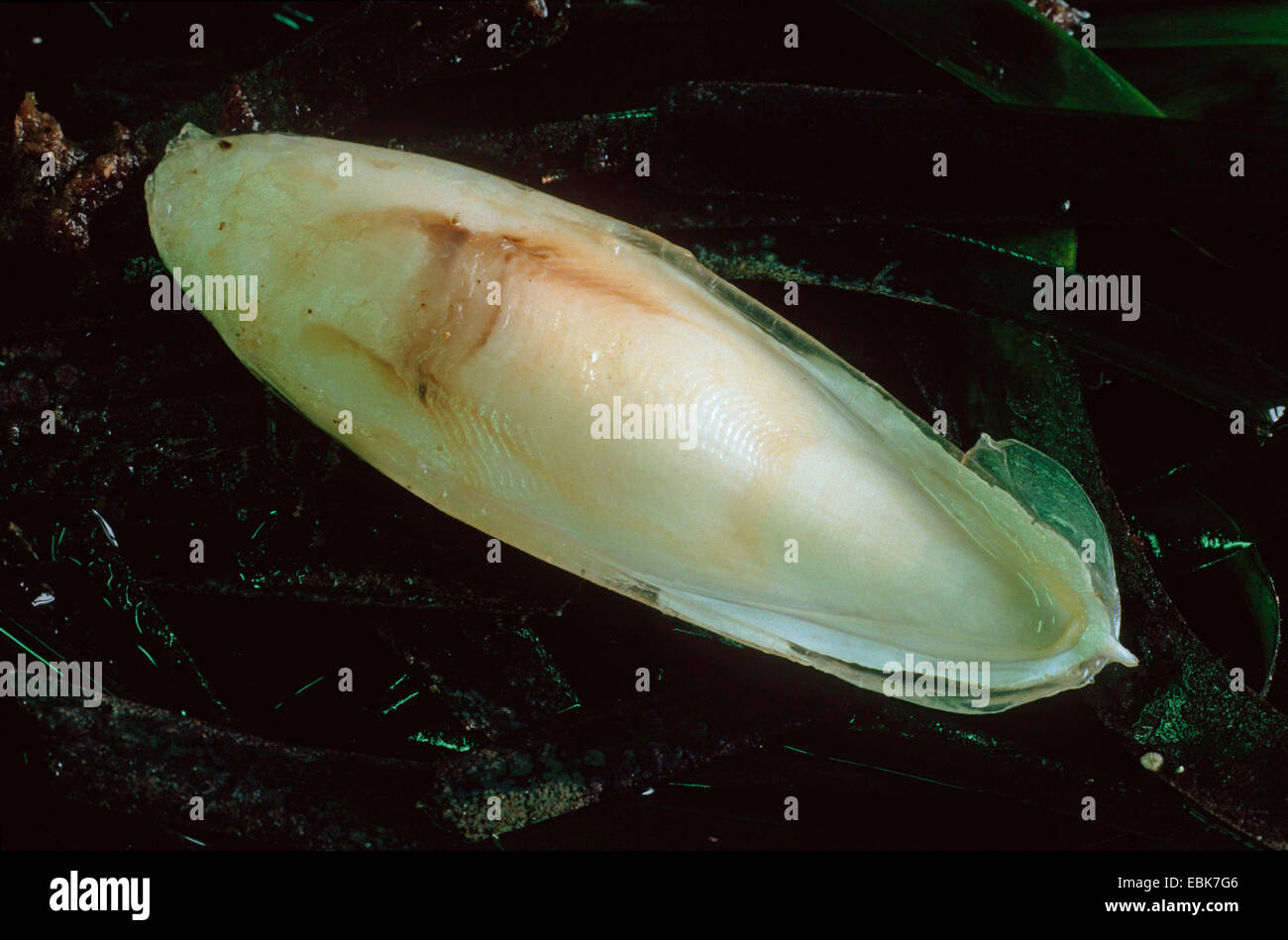 common cuttlefish (Sepia officinalis), cuttlebone Stock Photo