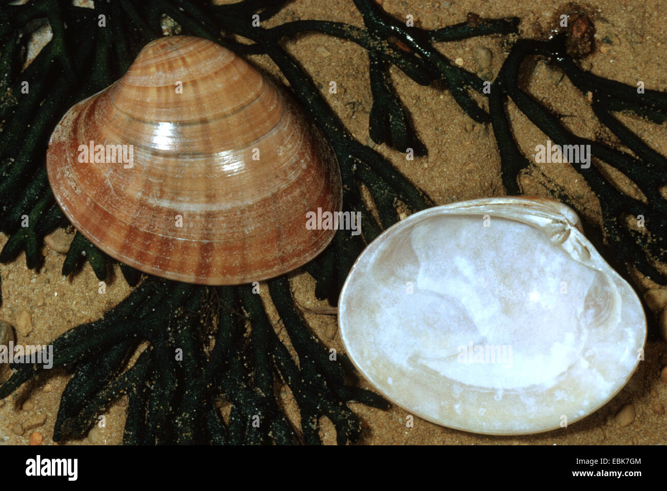 brown callista, brown venus (Callista chione, Meretrix chione), shells lying in the sand on algae Stock Photo