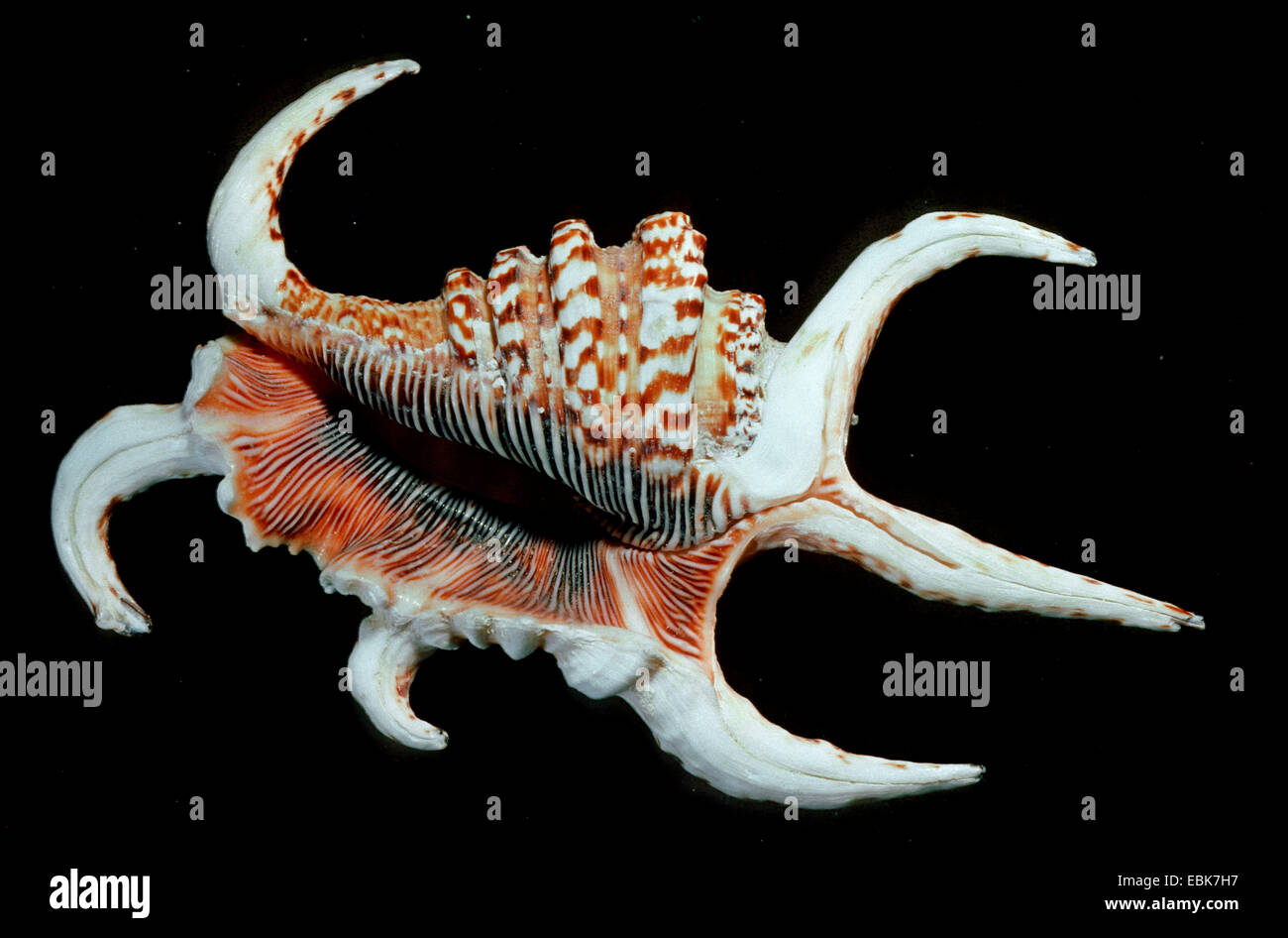 Lambis chiragra arthritica (Lambis chiragra arthritica), shell Stock Photo