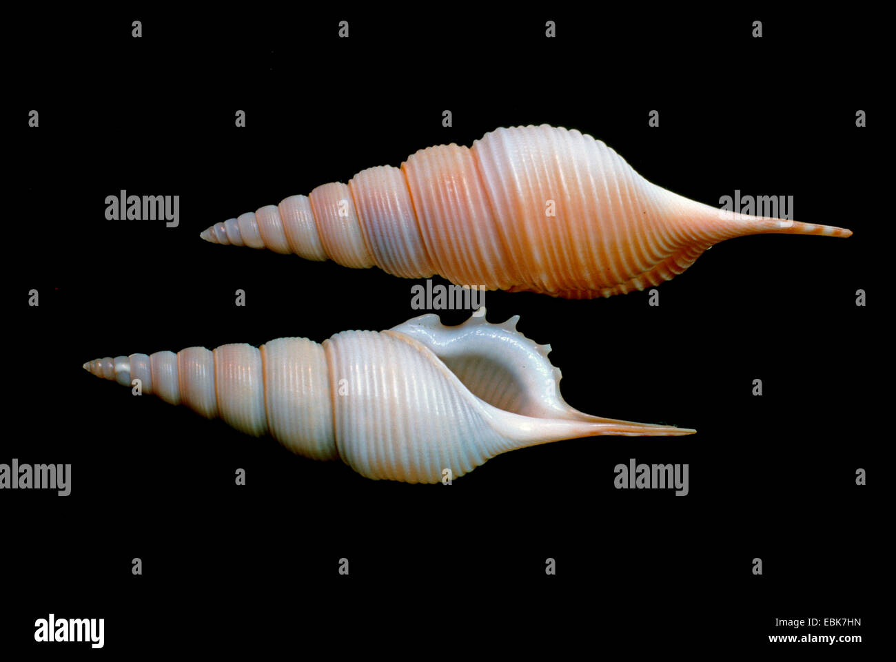 Powis's tibia, Powis' tibia (Tibia powisi), two snail-shells Stock Photo