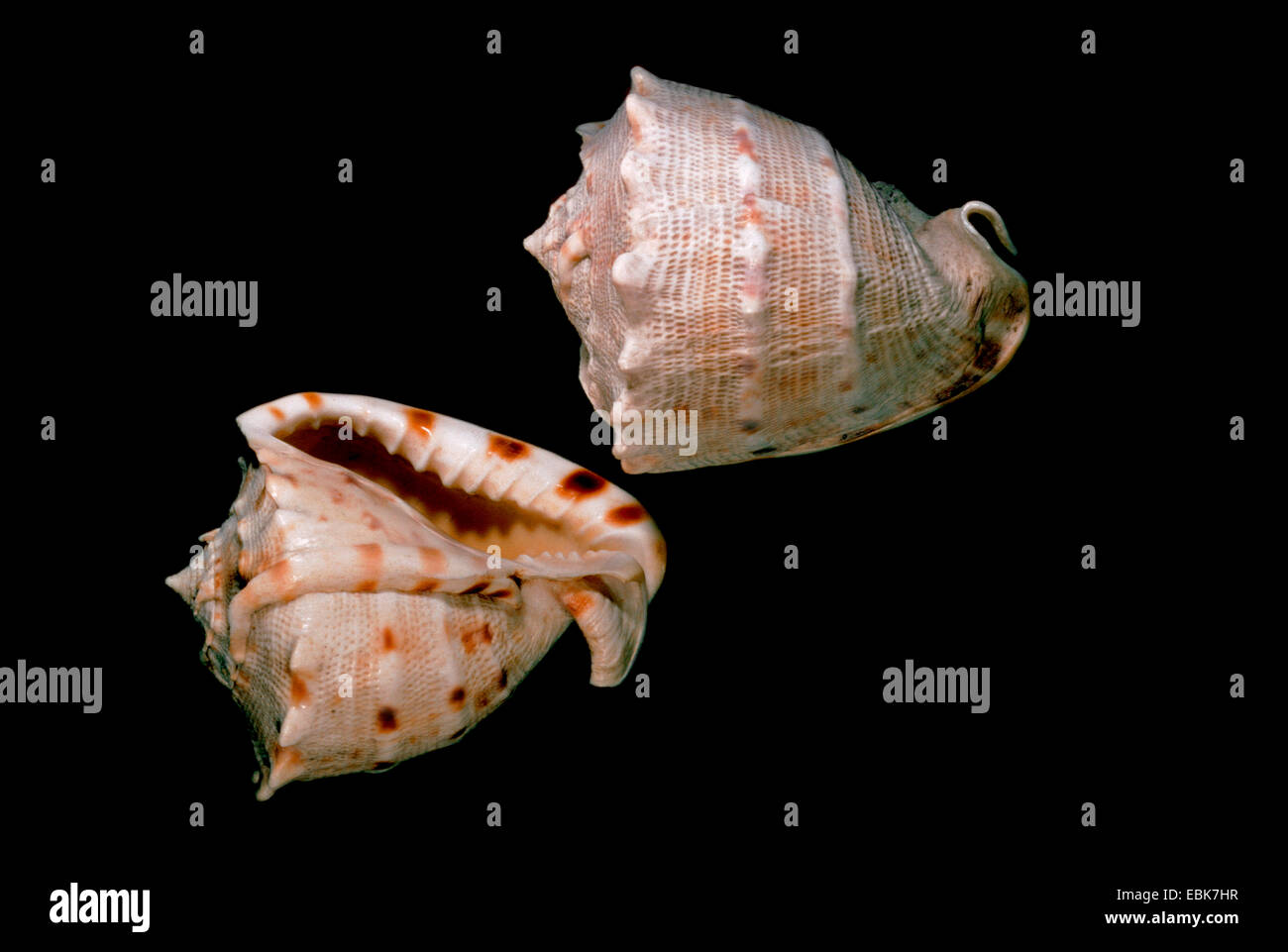 horned helmet, giant helmet (Cassis cornuta), two snail-shells Stock Photo