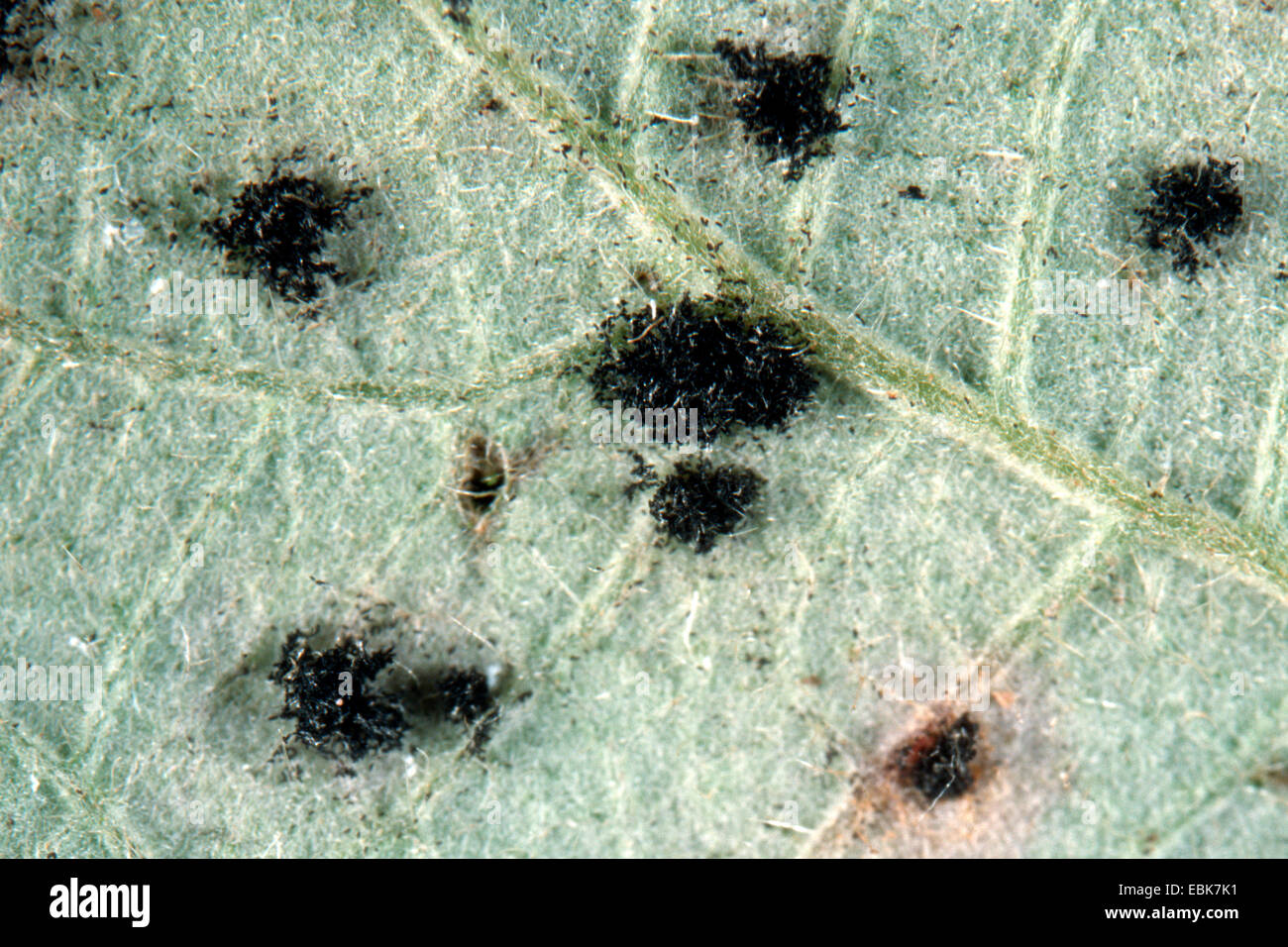 Phragmidium violaceum (Phragmidium violaceum), on lower leaf surface of Rubus Stock Photo