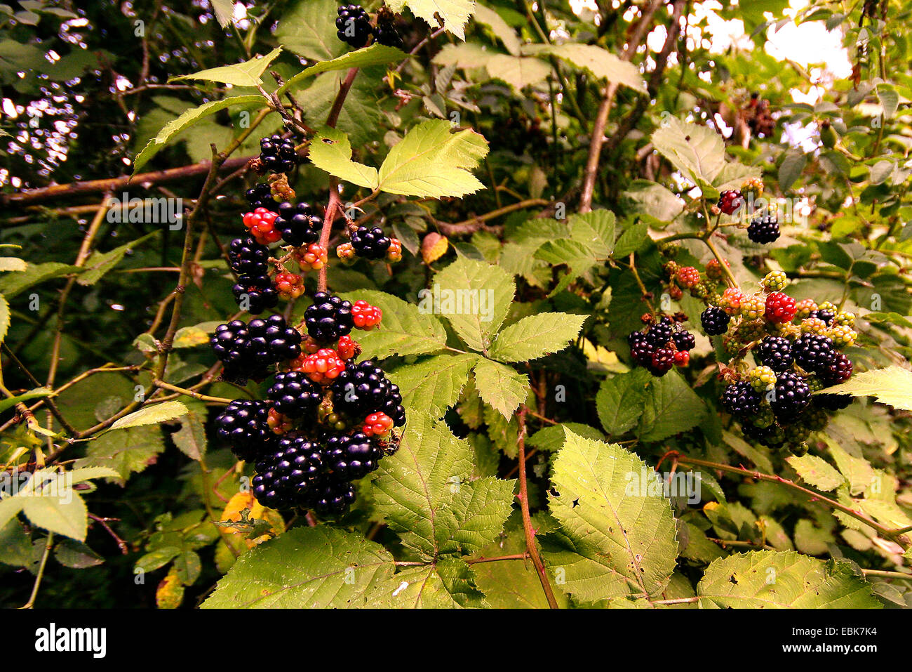shrubby blackberry (Rubus fruticosusa agg.), with fruits, Germany, Rhineland-Palatinate Stock Photo
