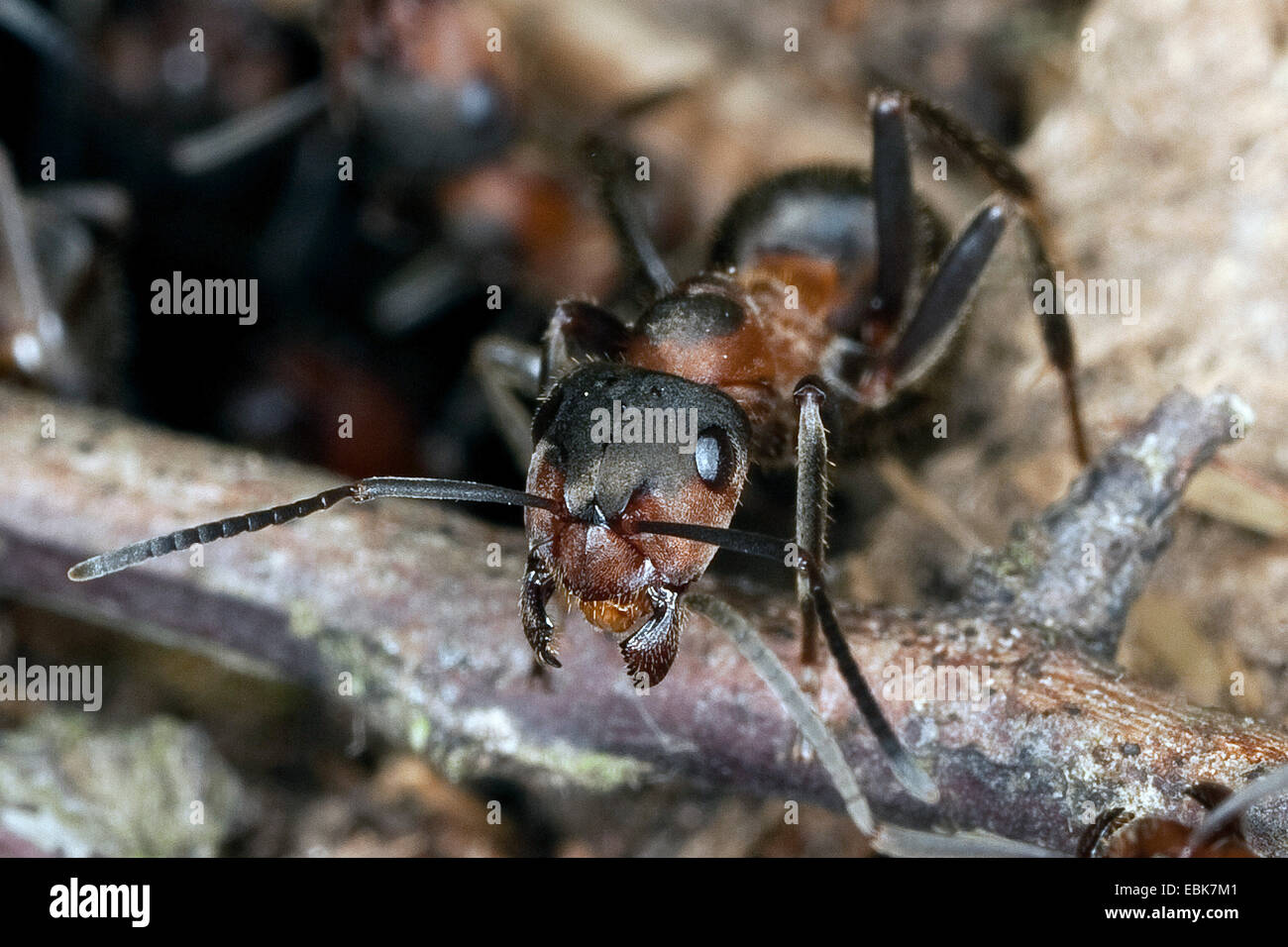 European Red Wood Ant (Formica pratensis), portrait, Germany Stock Photo