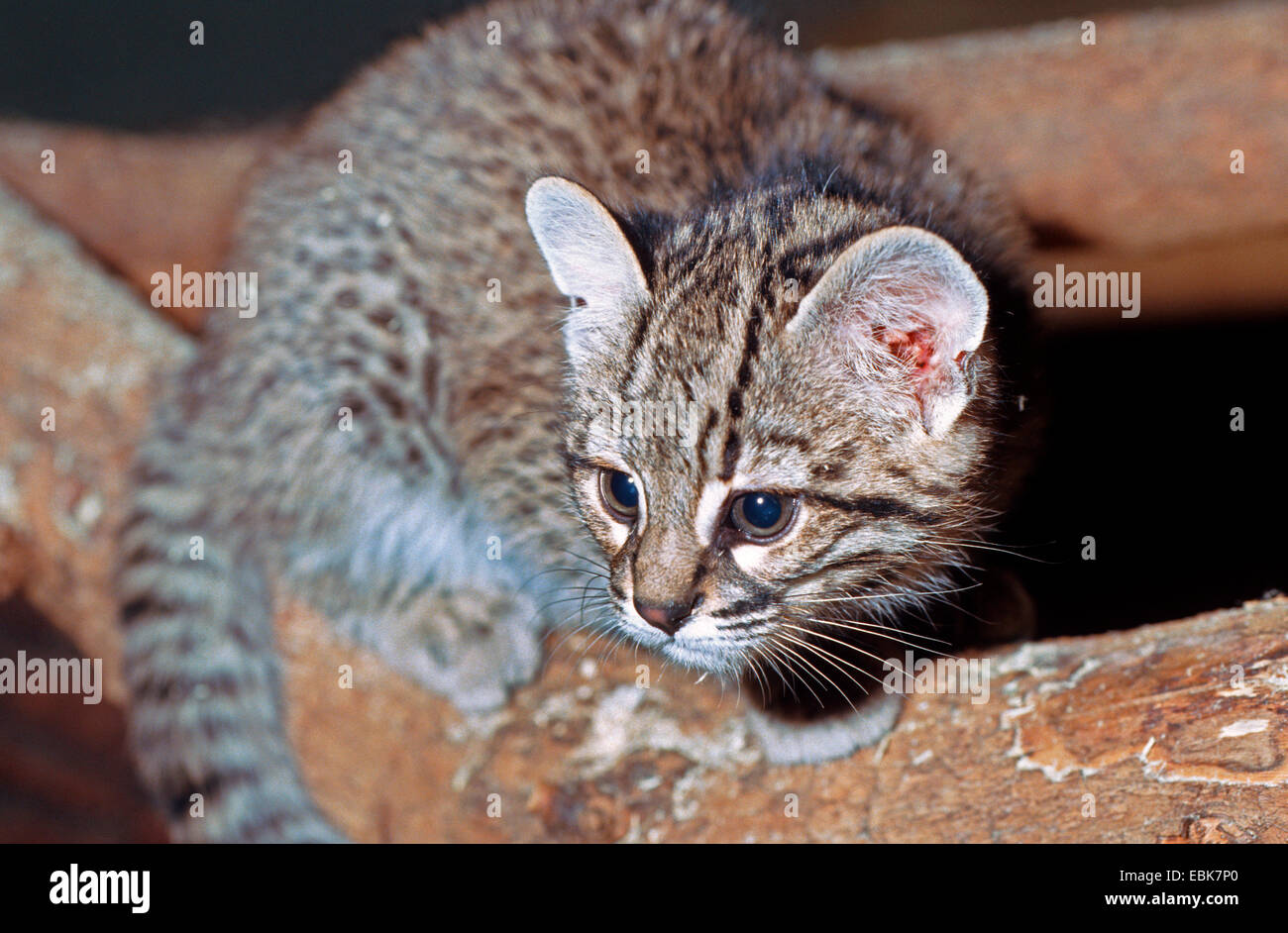 Geoffroy's cat (Leopardus geoffroyi, Oncifelis geoffroyi), sitting on a branch Stock Photo