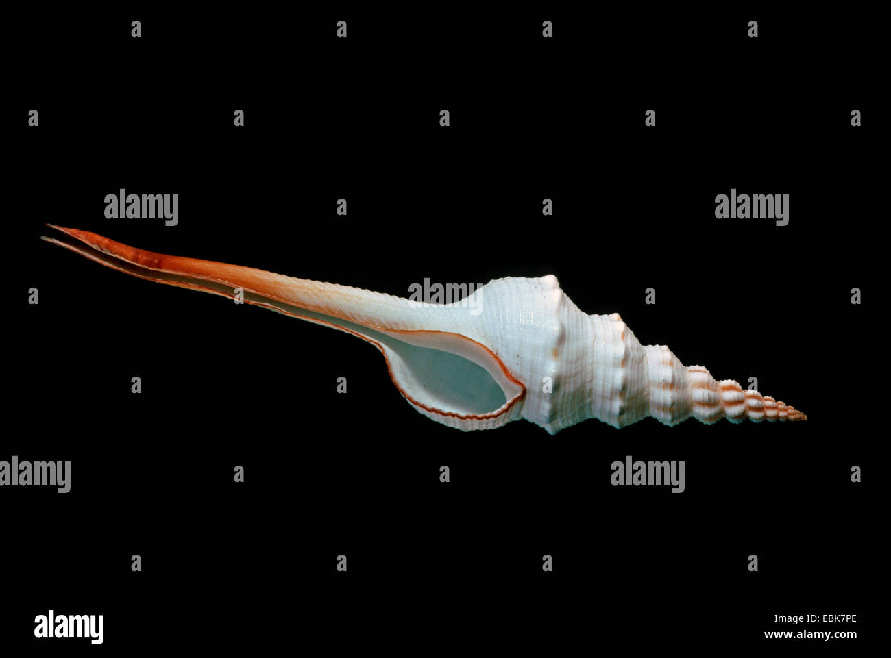 distaff spindle (Fusinus colus), snail-shell Stock Photo