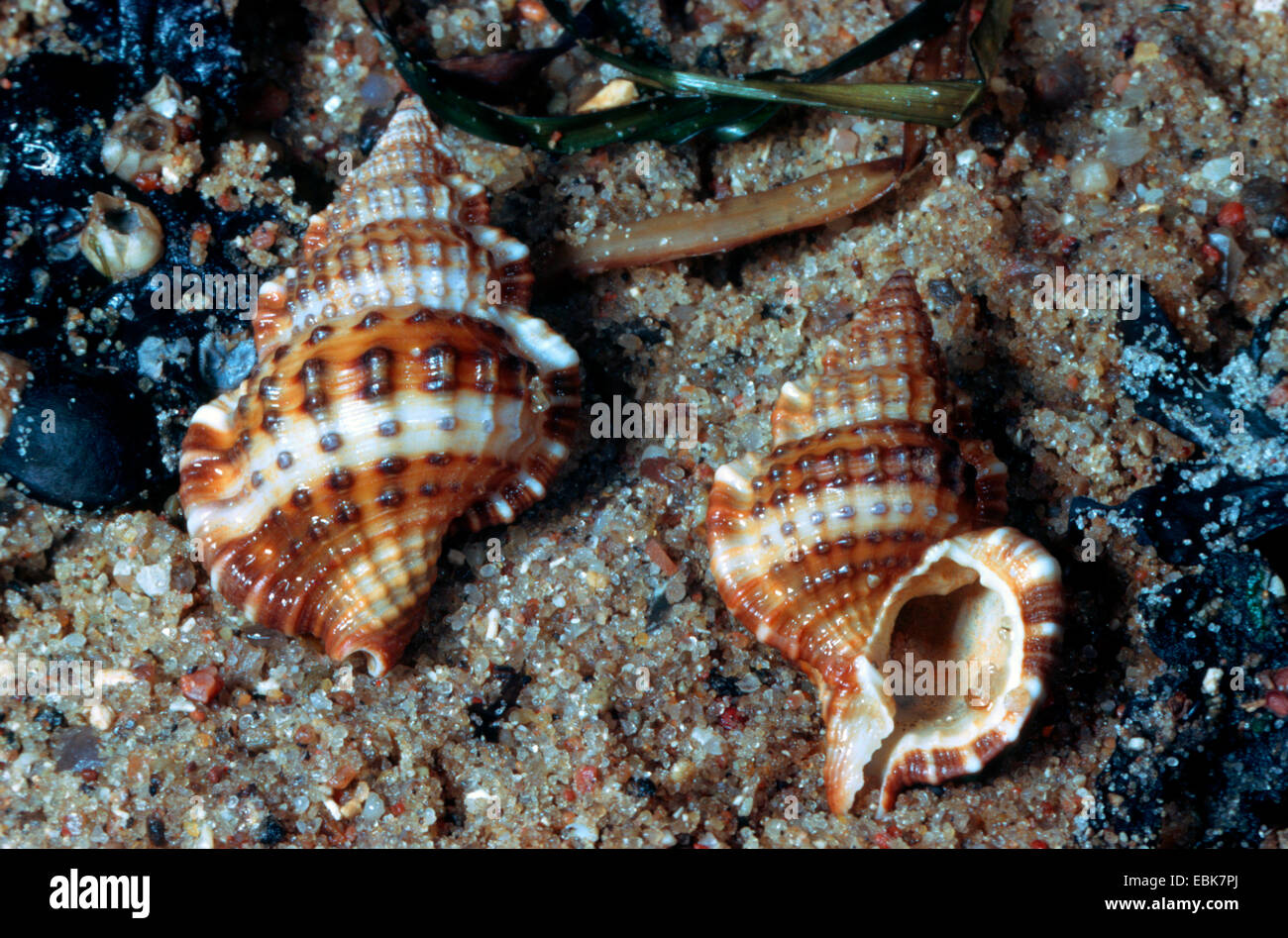 two snailshells in the sand Stock Photo Alamy