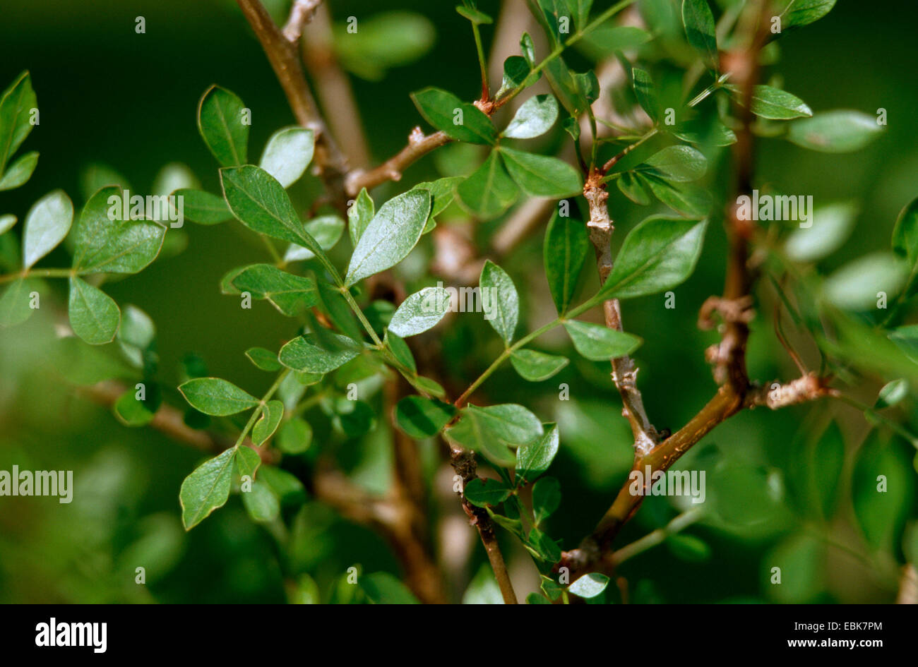 balsam of gilead (Commiphora abyssinica), leaves Stock Photo