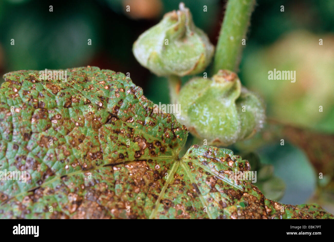 holly hock, hollyhock (Alcea rosea, Althaea rosea), with damage by hollyhock rust, Puccinia malvacearum Stock Photo