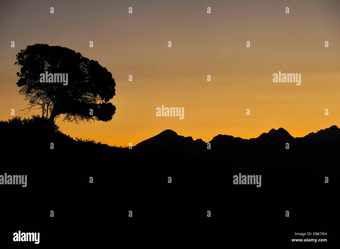 Stone pine, Italian Stone pine, Umbrella Pine (Pinus pinea), silhouette in sunset, France, Corsica, Cargese Stock Photo