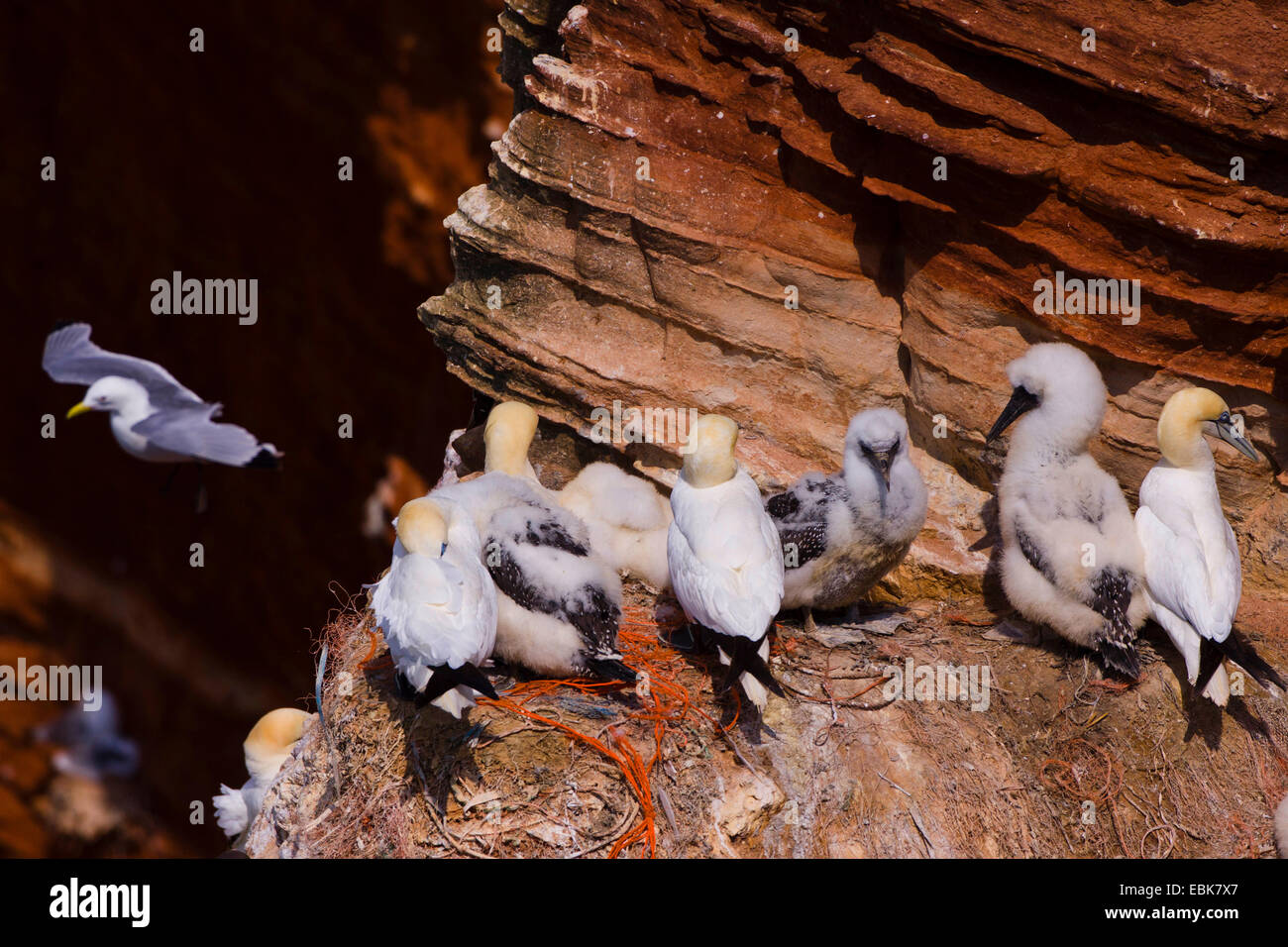 northern gannet (Sula bassana, Morus bassanus), with squeeker in a breeding colony, Germany, Schleswig-Holstein, Heligoland Stock Photo