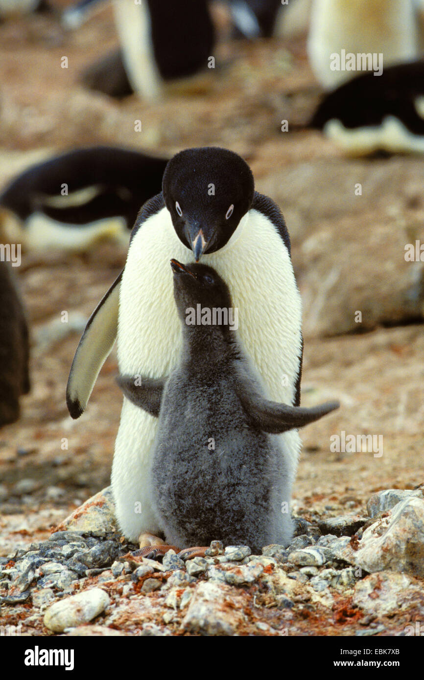 adelie penguin (Pygoscelis adeliae), chick embracing mother/father, Antarctica, Hope Bay Stock Photo