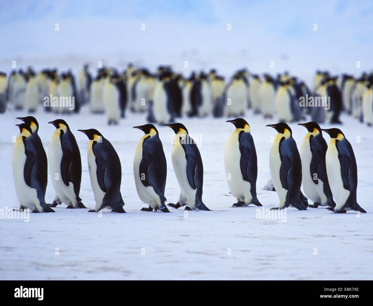 Emperor penguin (Aptenodytes forsteri), Emperor Penguins in a row, Antarctica Stock Photo