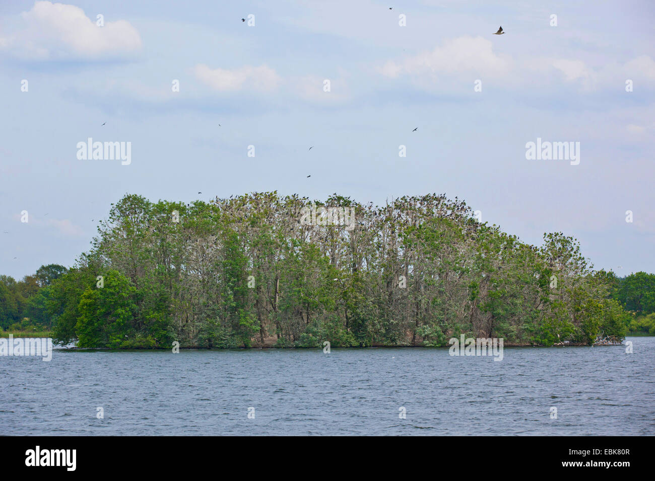 great cormorant (Phalacrocorax carbo), breeding island with 400 breeding pairs, Germany, Mecklenburg-Western Pomerania, Krakower See Stock Photo