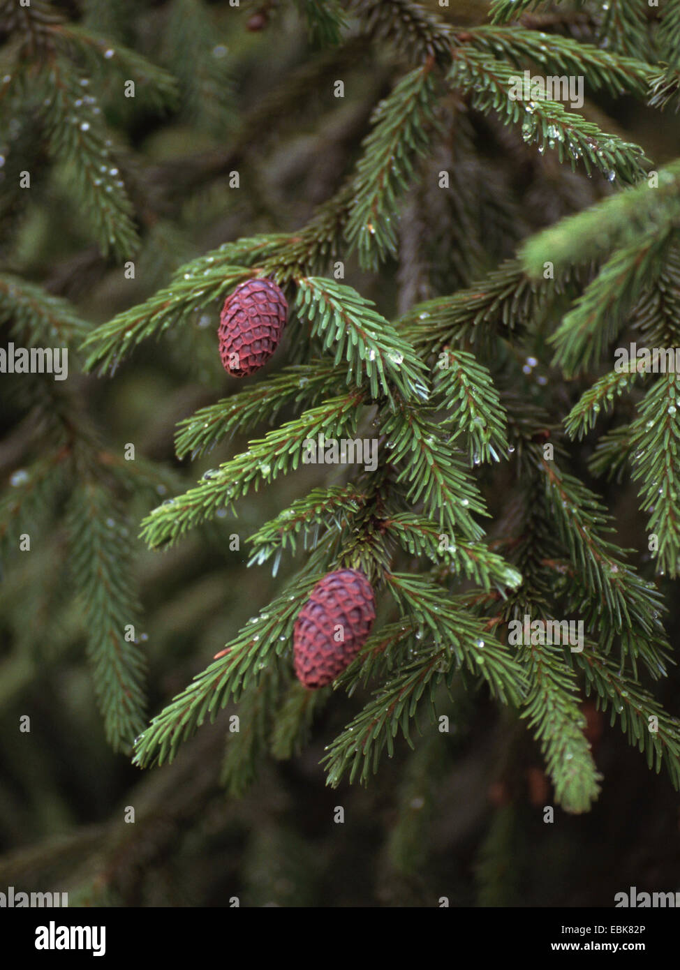 Priental Spruce (Picea orientalis), cones on a tree Stock Photo