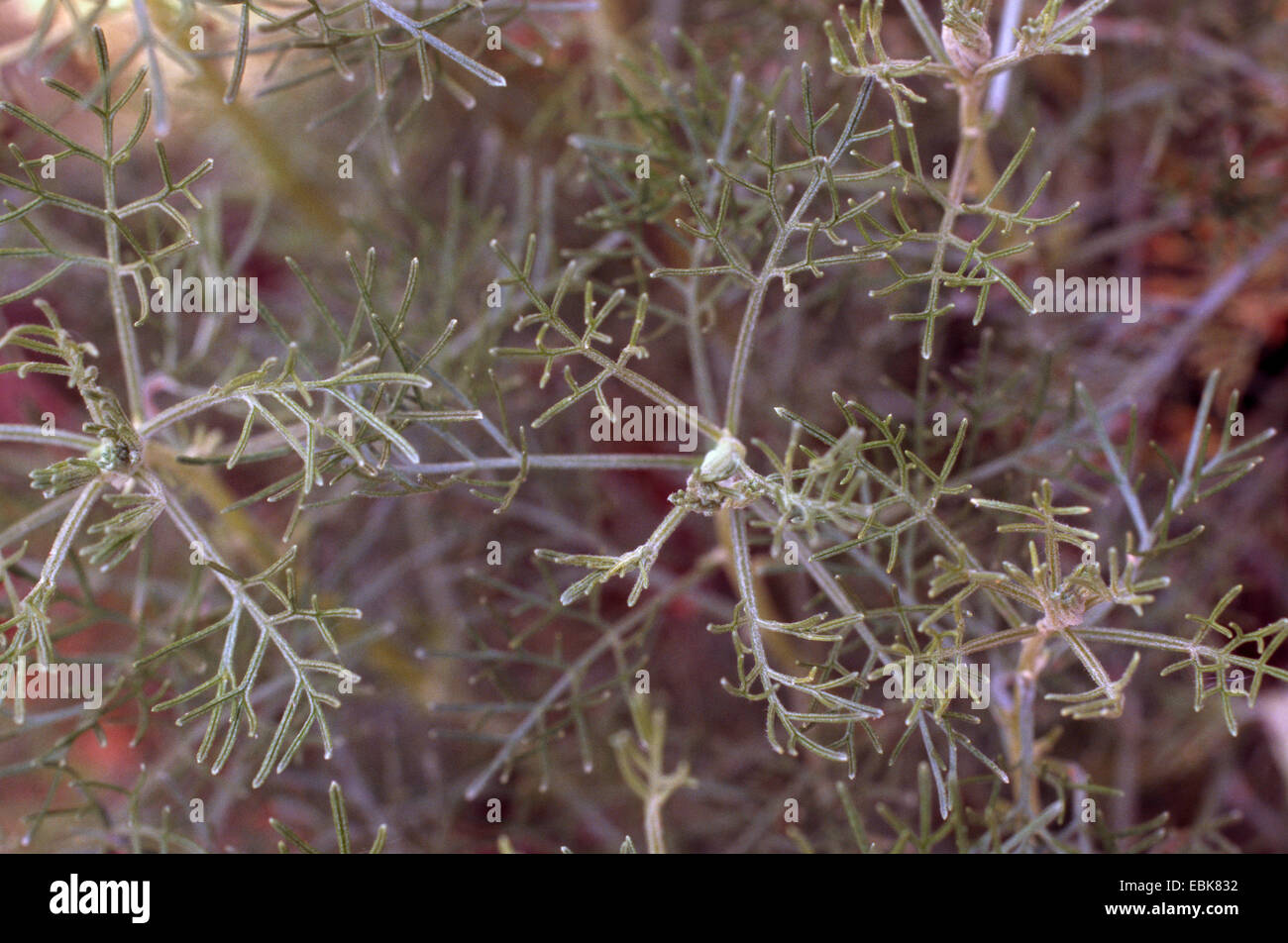 Artemisia alba (Artemisia alba), leaves Stock Photo