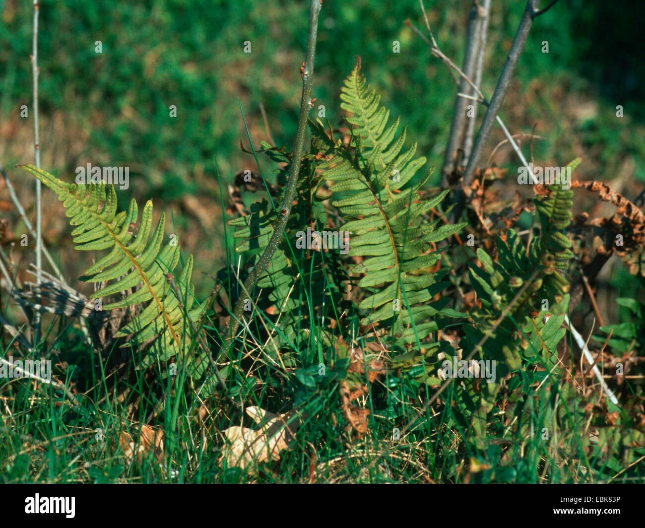 common polypody (Polypodium vulgare, Polypodium vulgare s. str.), at a field path border, Germany Stock Photo