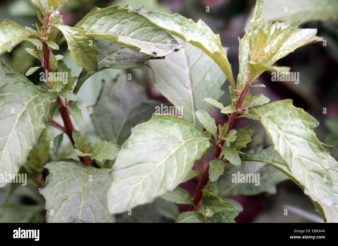 Mexican tea, American wormseed (Chenopodium ambrosioides var. ambrosioides, Dysphania ambrosioides), leaves Stock Photo
