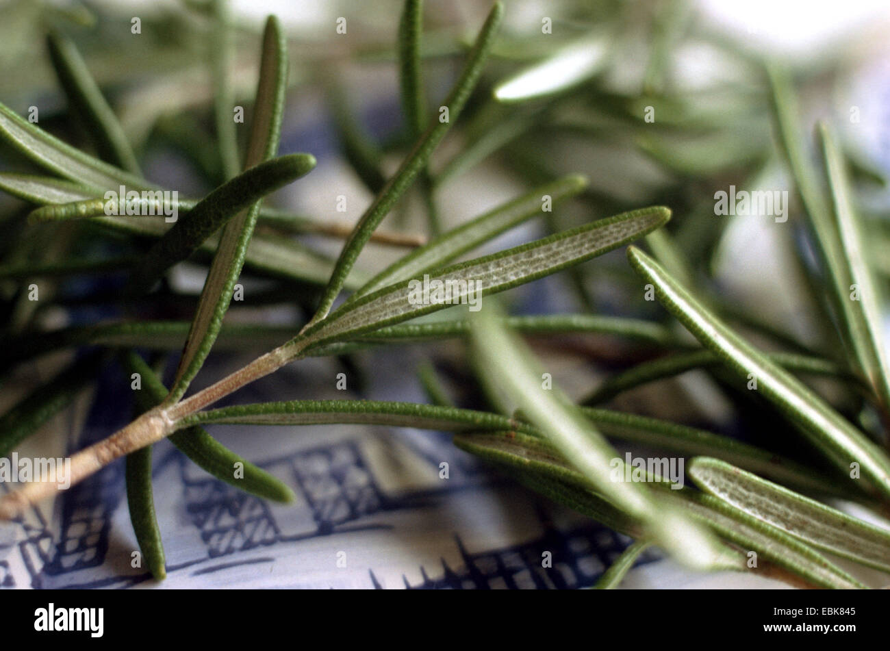 Folk medicine rosmarinus officinalis hires stock photography and