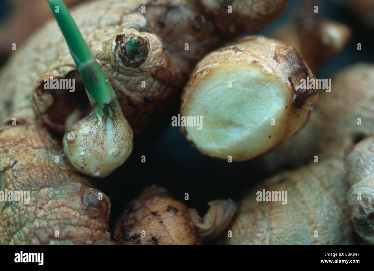 ginger, common ginger, cooking ginger, Canton ginger, medical plant