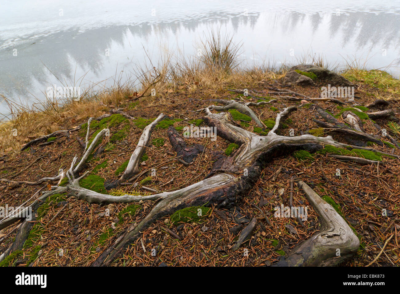 tree root on a lake shore, Germany, Saxony Stock Photo