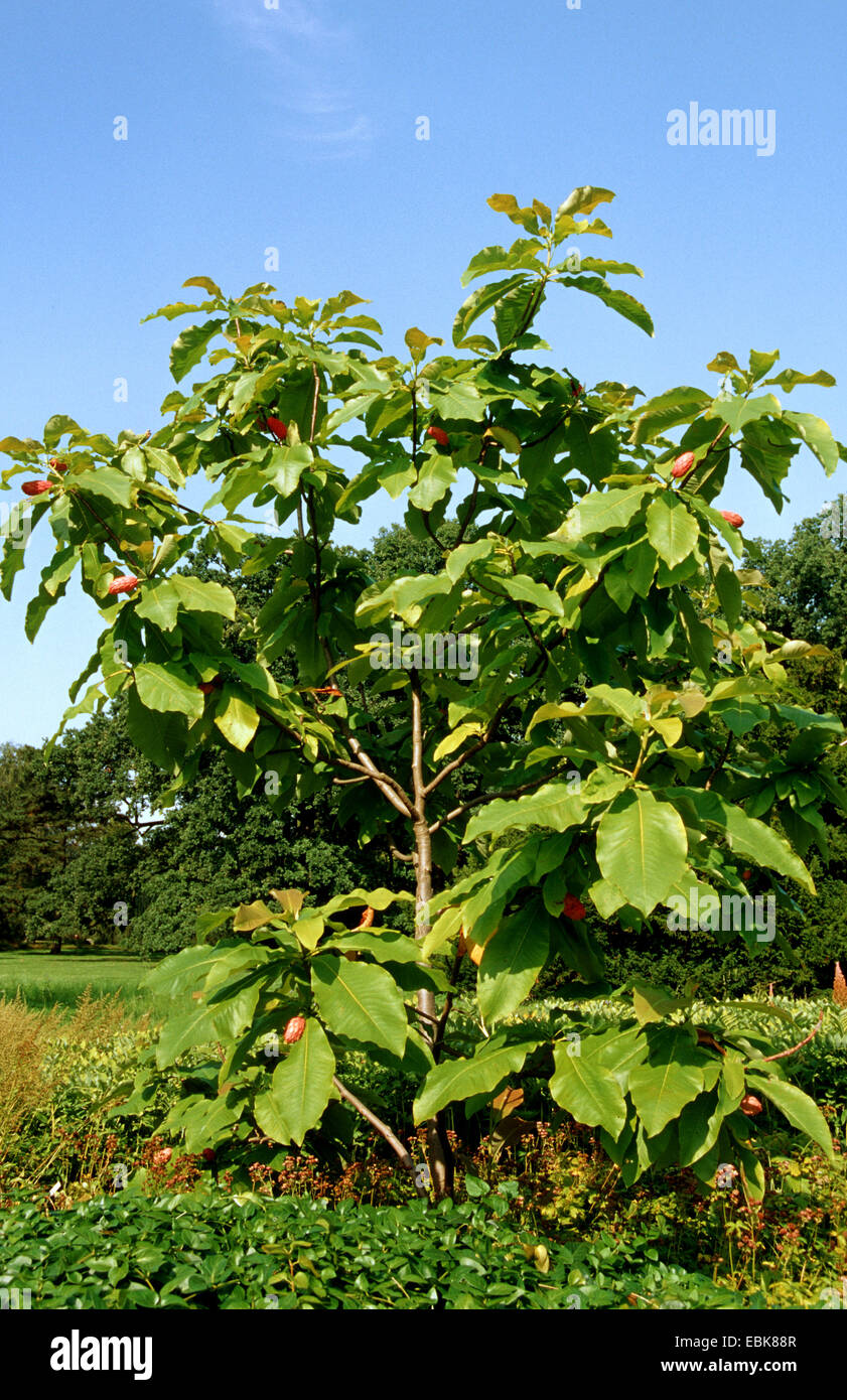 Umbrella Magnolia, Umbrella Tree, Magnolia Parasol (Magnolia tripetala