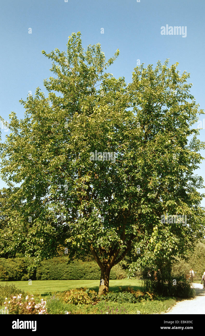 Chinese white mulberry (Morus alba), single tree Stock Photo
