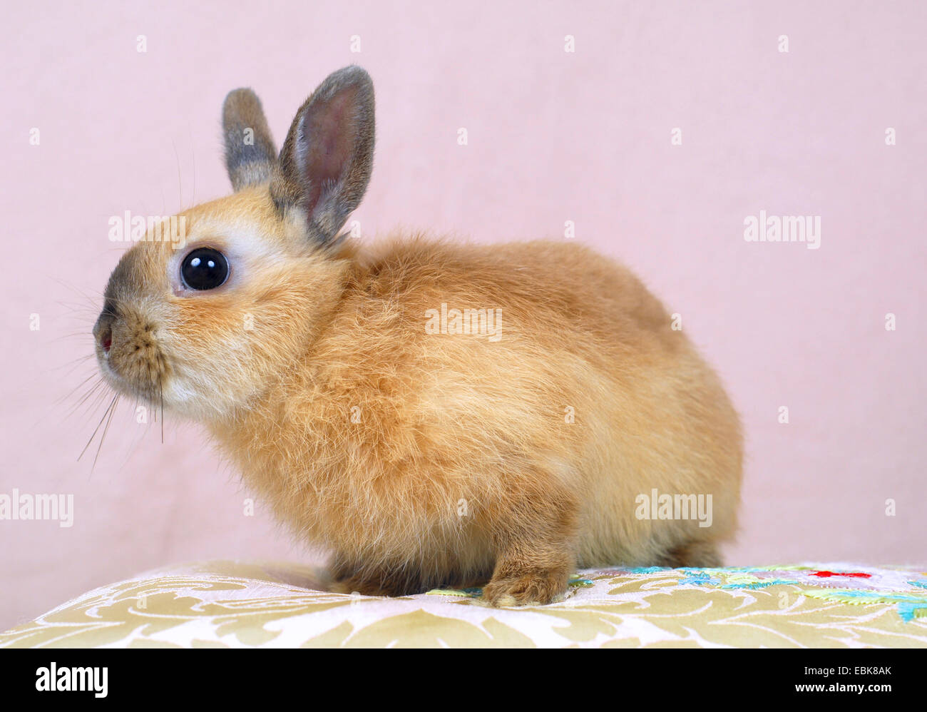 Netherland Dwarf (Oryctolagus cuniculus f. domestica), young rabbit sitting on a pillow Stock Photo