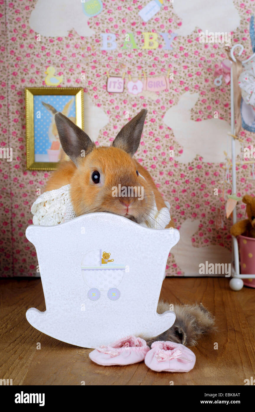 Netherland Dwarf (Oryctolagus cuniculus f. domestica), baby-rabbit in a cradle Stock Photo