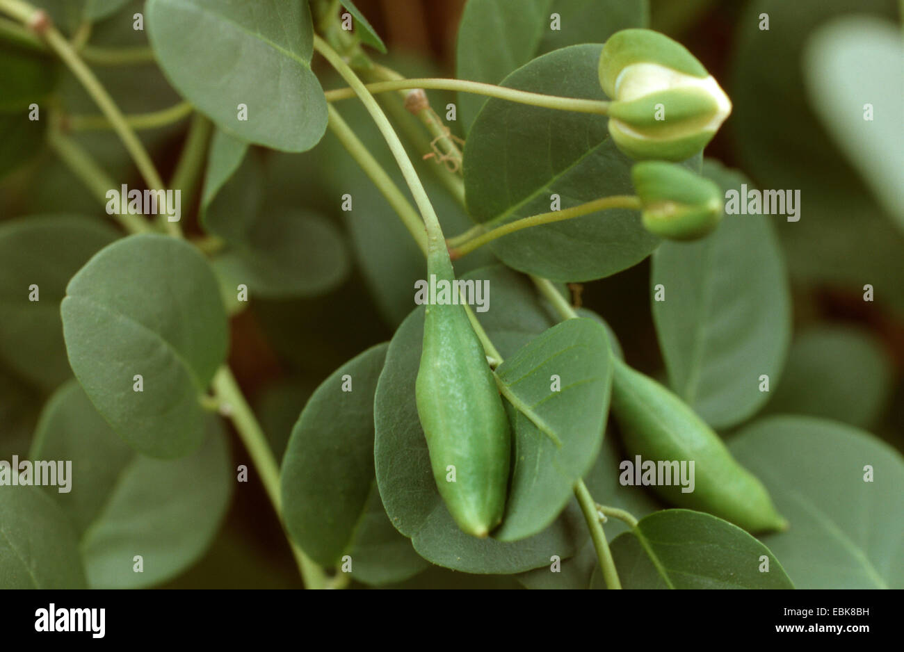 caper, alcaperro, caper berry, caper bud, caper bush, caper fruit, smooth caper, spiny caper, medical plant, medical plants, medicinal plant, medicinal plants, herbalism, useful plant, useful plants, homeopathy, traditional medicine, folk medicine (Capparis spinosa), fruits Stock Photo