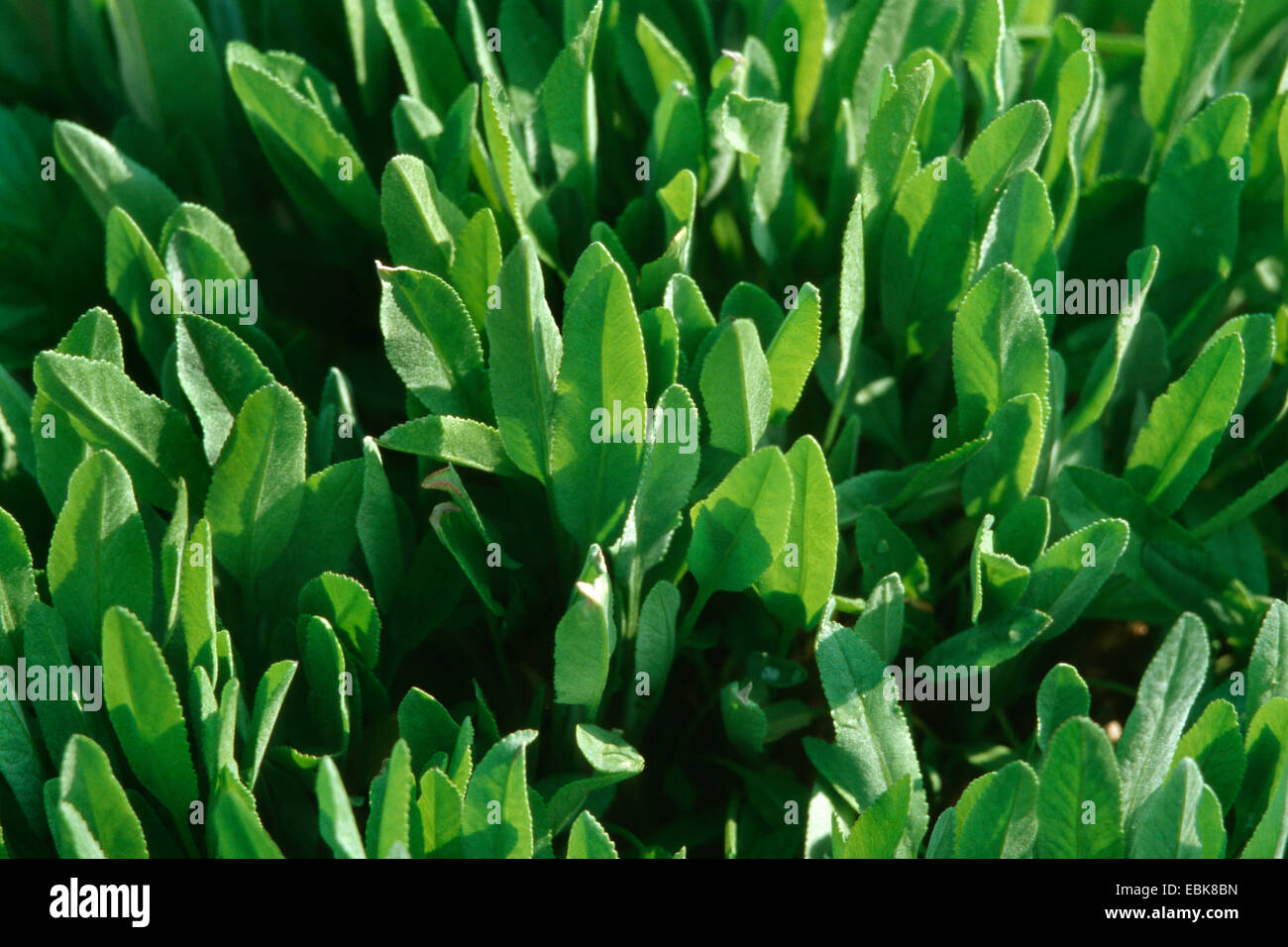 Alecost, Costmary, medical plant, medical plants, medicinal plant ...