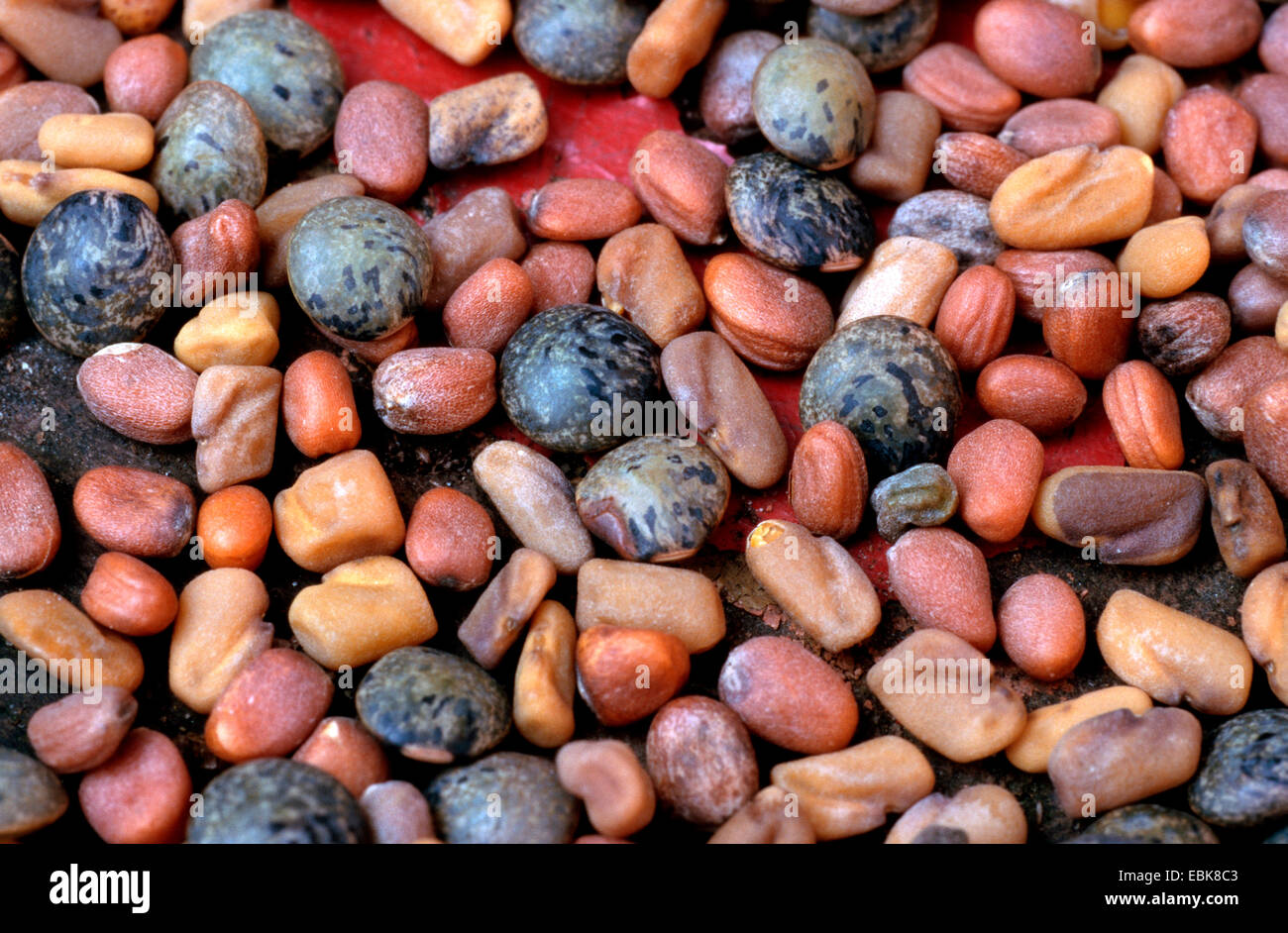 fenugreek (Trigonella foenum-graecum), seeds of fenugreek, lentils and radish Stock Photo