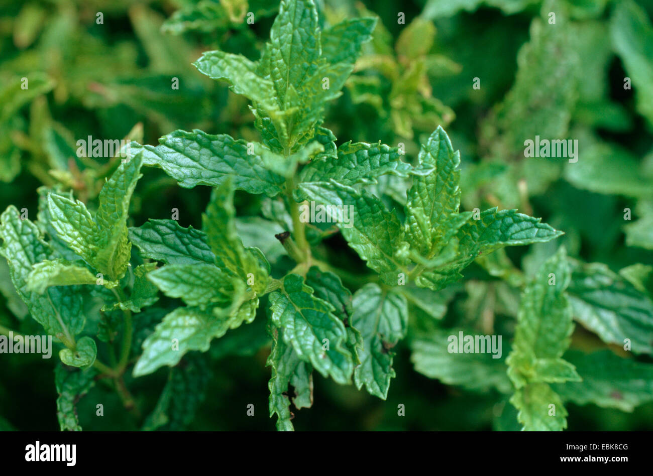 curled mint, medical plant, medical plants, medicinal plant, medicinal plants, herbalism, useful plant, useful plants, homeopathy, traditional medicine, folk medicine (Mentha spicata var. crispa), blooming Stock Photo