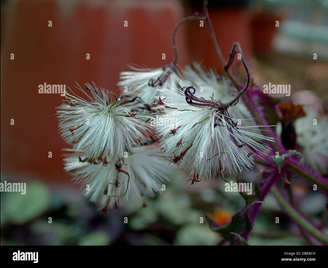 Purple Passion Vine (Gynura aurantiaca), fruiting Stock Photo