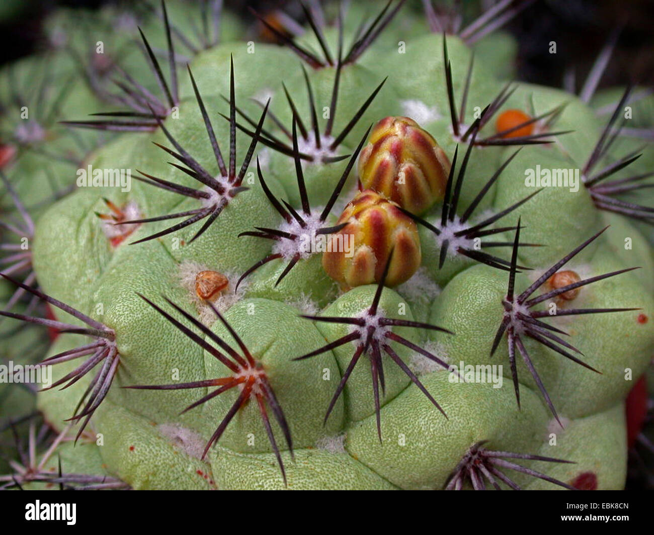 Ortegocactus (Ortegocactus macdougallii) Stock Photo