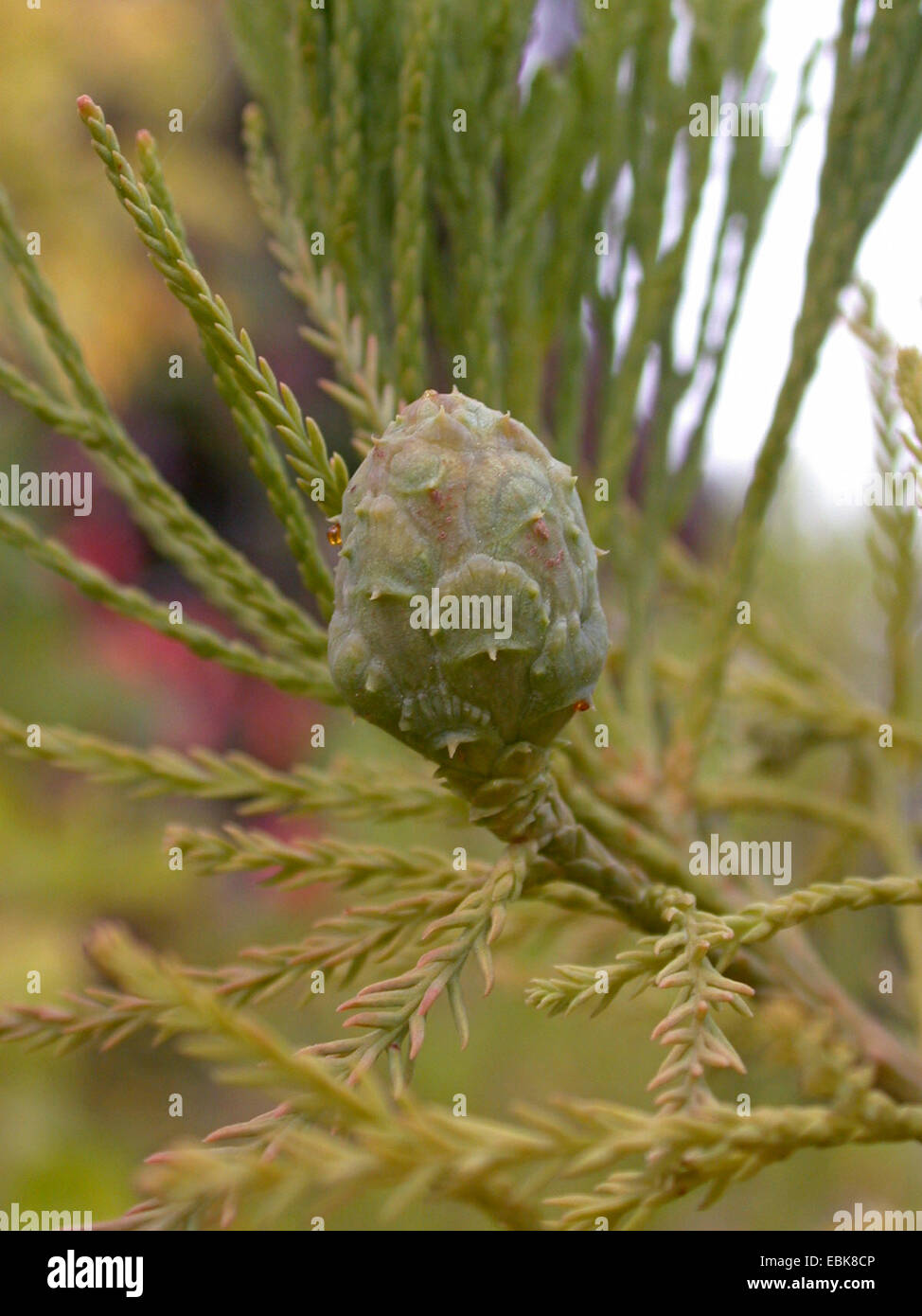 dawn redwood (Glyptostrobus pensilis), cone on a branch Stock Photo